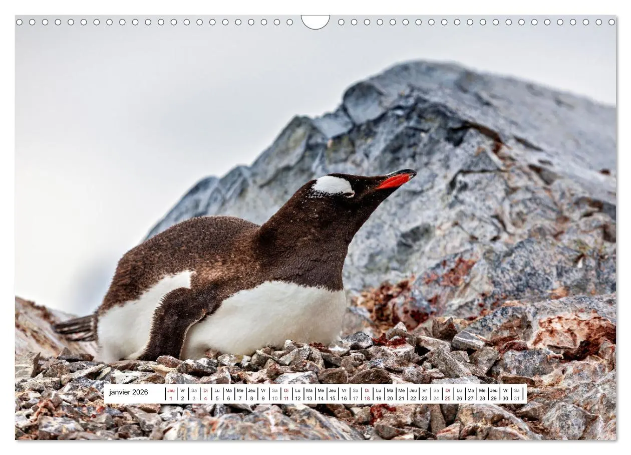 Bild: 9783457289747 | L'Antarctique magique (Calendrier mural 2026 DIN A3 vertical),...