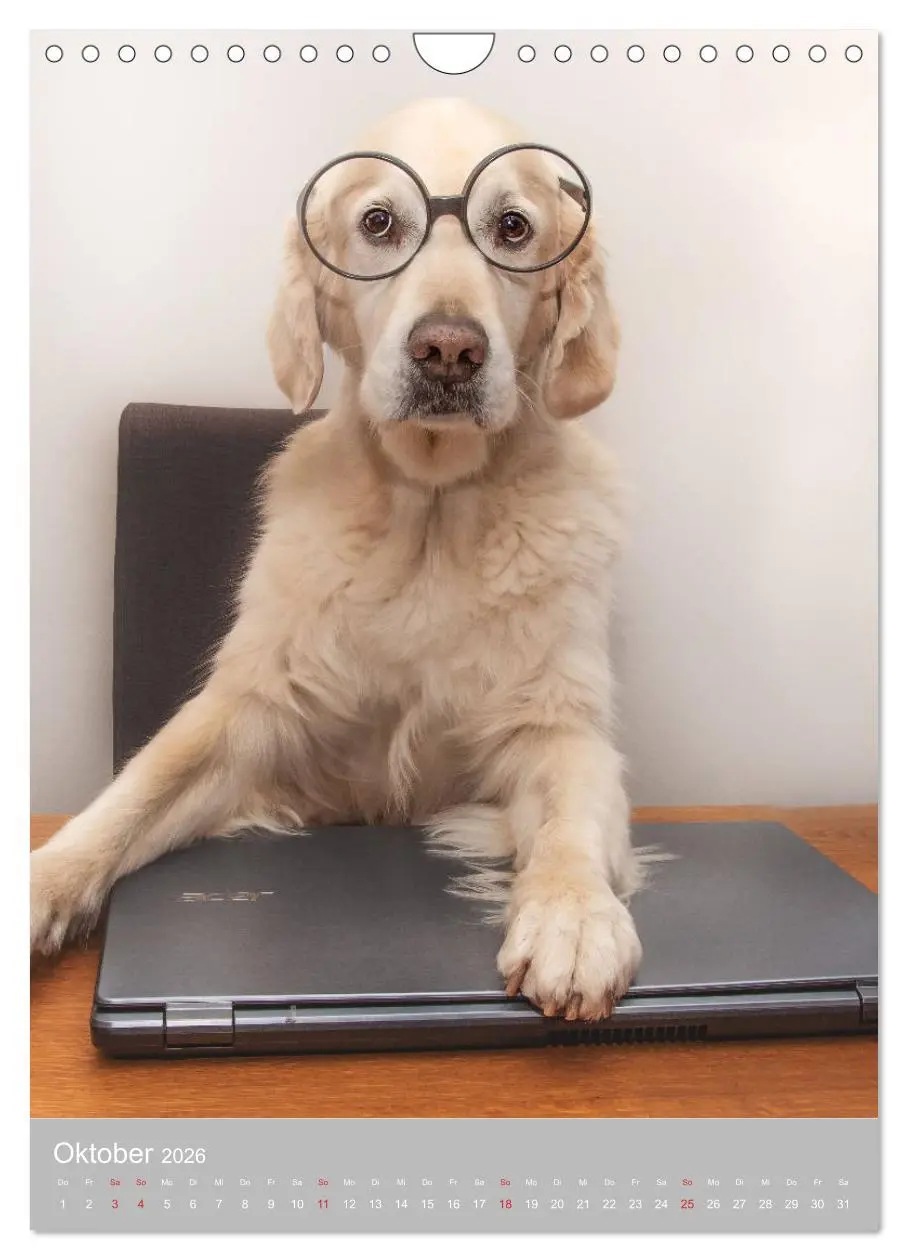 Bild: 9783516379747 | Grace und Cuba - Zwei liebenswerte Golden Retriever (Wandkalender...