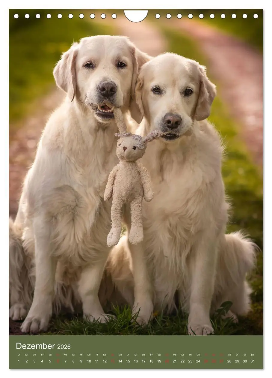 Bild: 9783516379747 | Grace und Cuba - Zwei liebenswerte Golden Retriever (Wandkalender...