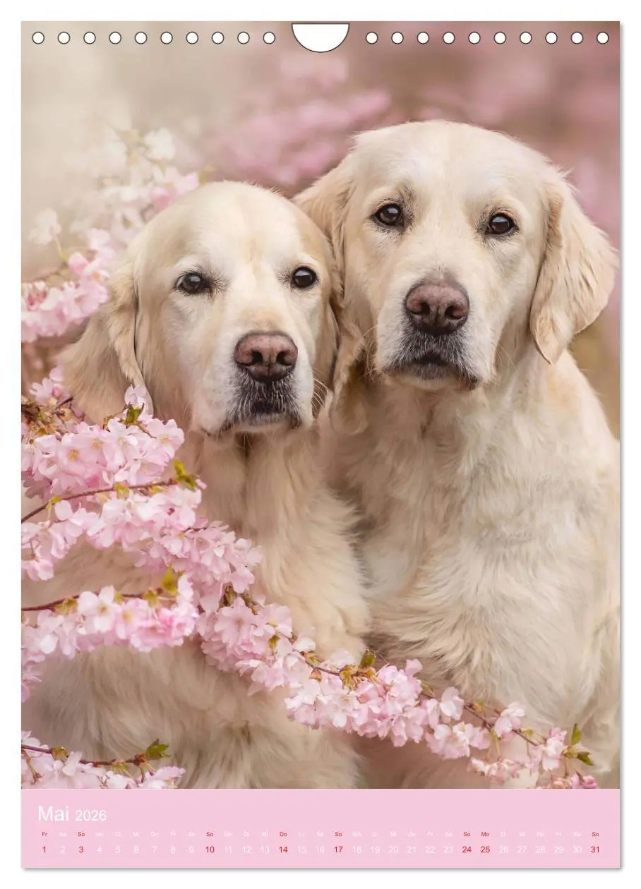 Bild: 9783516379747 | Grace und Cuba - Zwei liebenswerte Golden Retriever (Wandkalender...