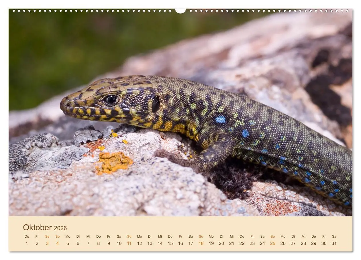 Bild: 9783457659847 | Eidechsen Europas (Wandkalender 2026 DIN A2 quer), CALVENDO...