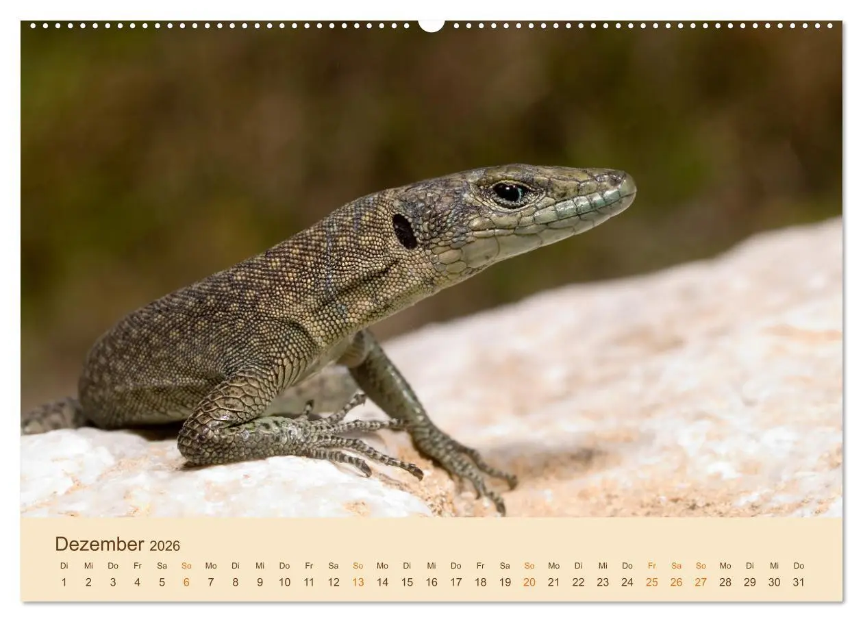 Bild: 9783457659847 | Eidechsen Europas (Wandkalender 2026 DIN A2 quer), CALVENDO...