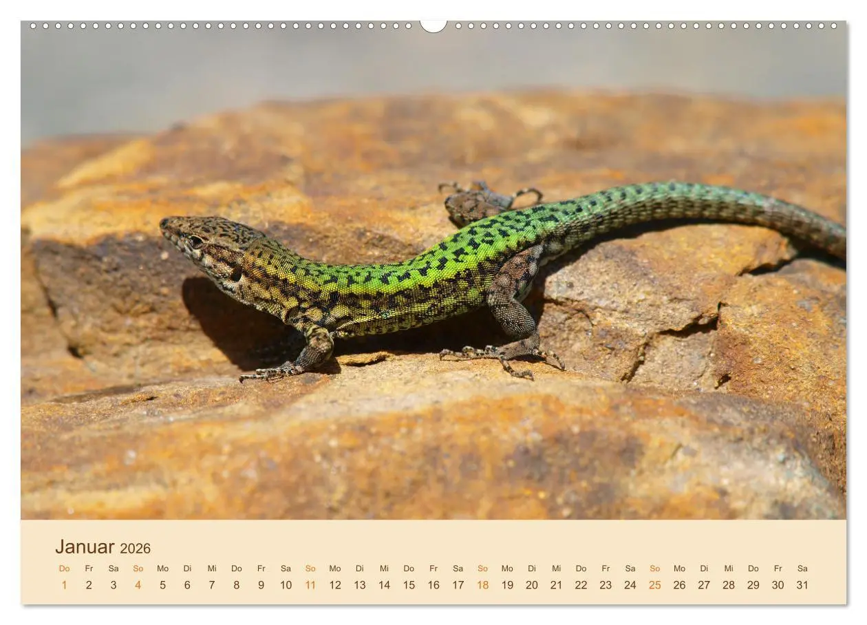 Bild: 9783457659847 | Eidechsen Europas (Wandkalender 2026 DIN A2 quer), CALVENDO...