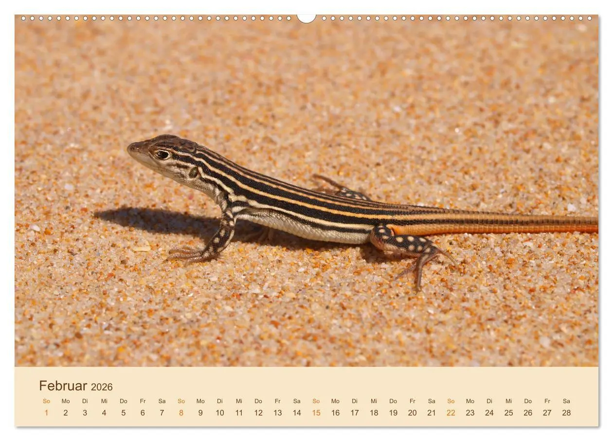 Bild: 9783457659847 | Eidechsen Europas (Wandkalender 2026 DIN A2 quer), CALVENDO...