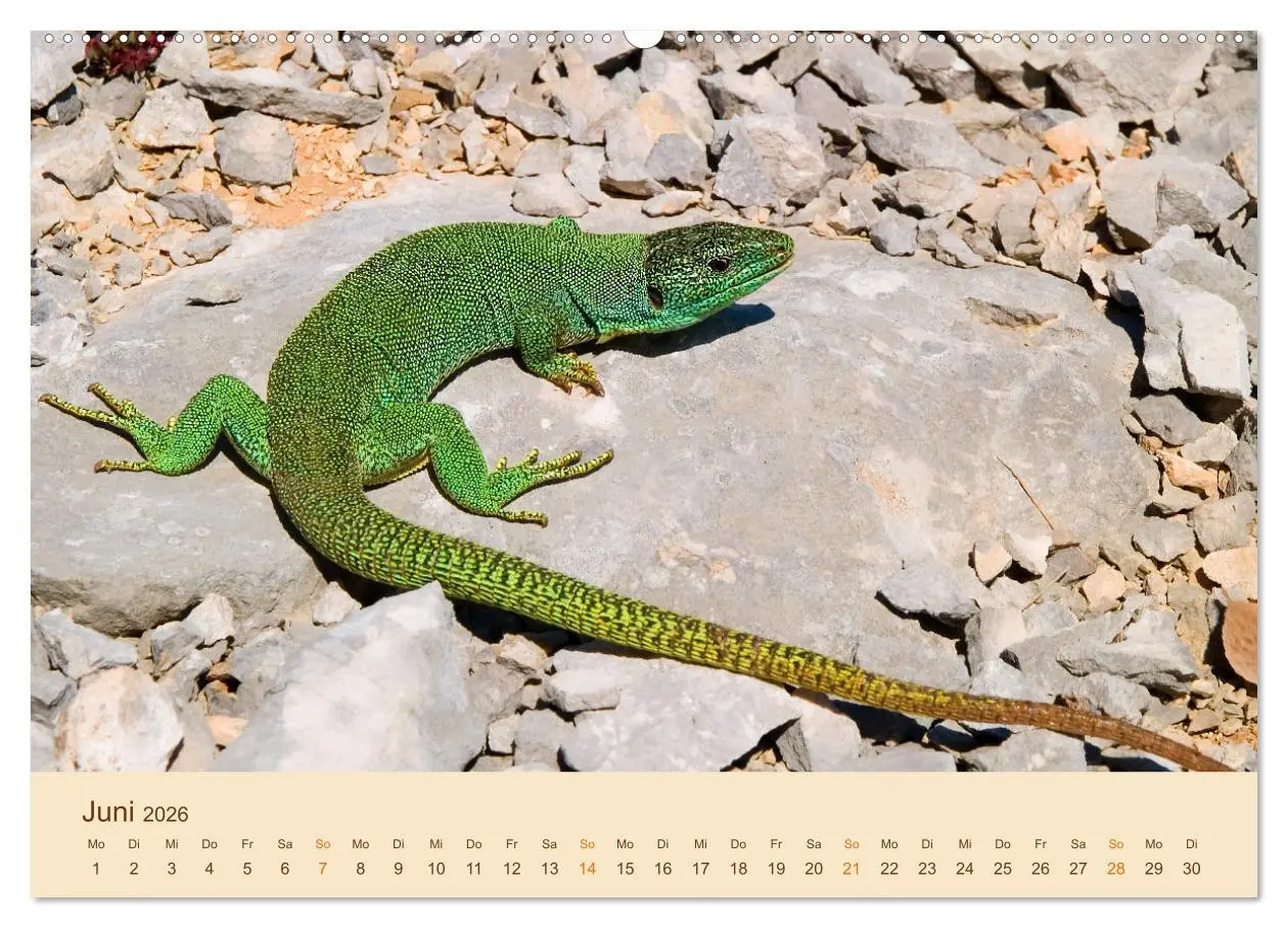 Bild: 9783457659847 | Eidechsen Europas (Wandkalender 2026 DIN A2 quer), CALVENDO...