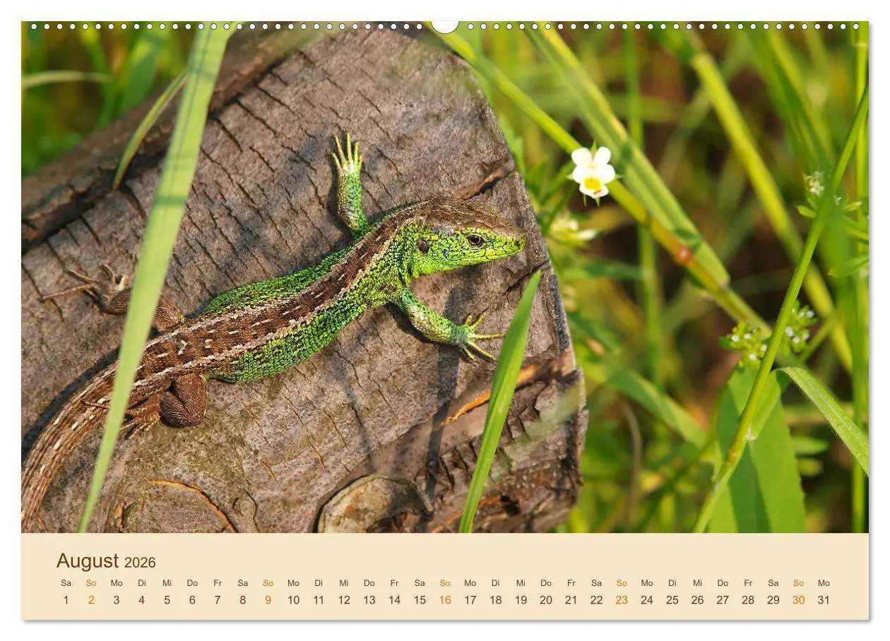 Bild: 9783457659847 | Eidechsen Europas (Wandkalender 2026 DIN A2 quer), CALVENDO...