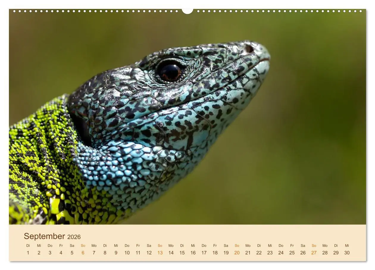 Bild: 9783457659847 | Eidechsen Europas (Wandkalender 2026 DIN A2 quer), CALVENDO...