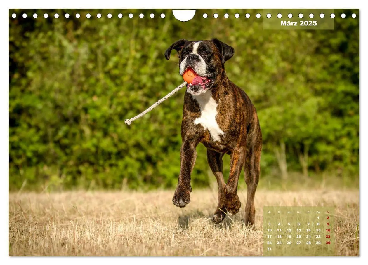 Bild: 9783435179947 | Einmal Boxer - immer Boxer (Wandkalender 2025 DIN A4 quer),...