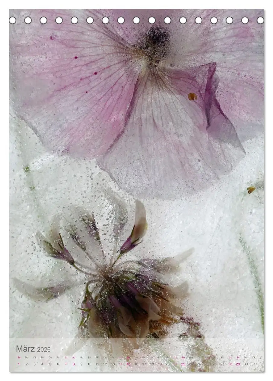 Bild: 9783516359947 | Blumen in Eis (Tischkalender 2026 DIN A5 hoch), CALVENDO...
