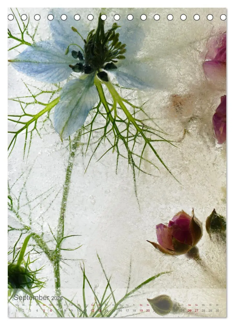 Bild: 9783516359947 | Blumen in Eis (Tischkalender 2026 DIN A5 hoch), CALVENDO...