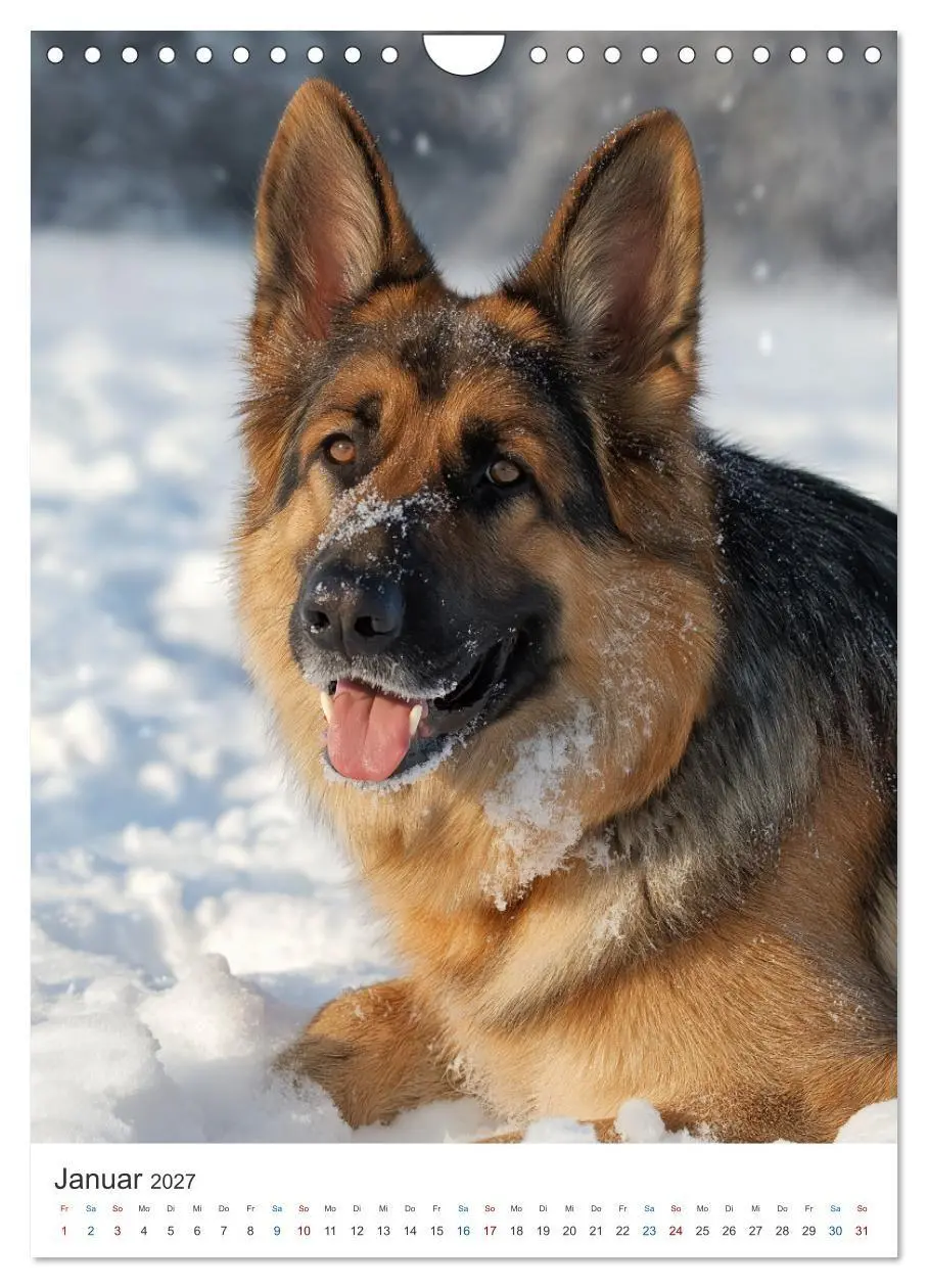 Bild: 9783516809947 | Seelenblick Schäferhund (Wandkalender 2027 DIN A4 hoch), CALVENDO...