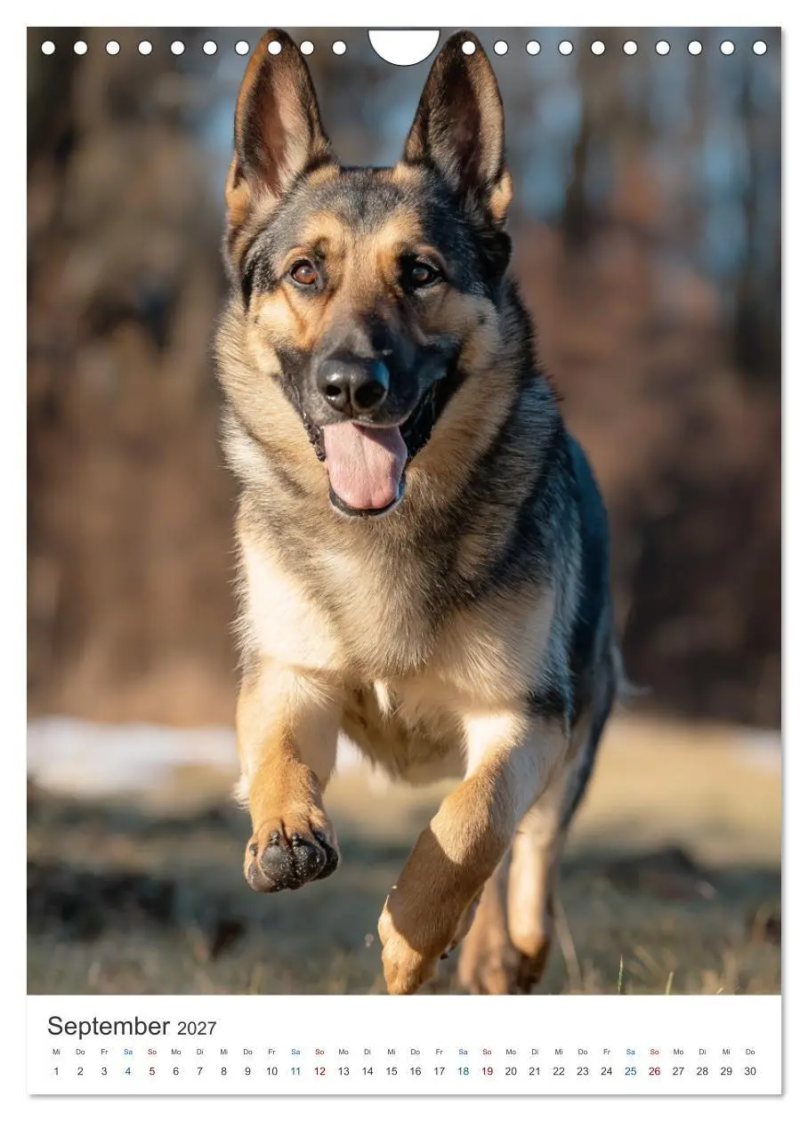 Bild: 9783516809947 | Seelenblick Schäferhund (Wandkalender 2027 DIN A4 hoch), CALVENDO...