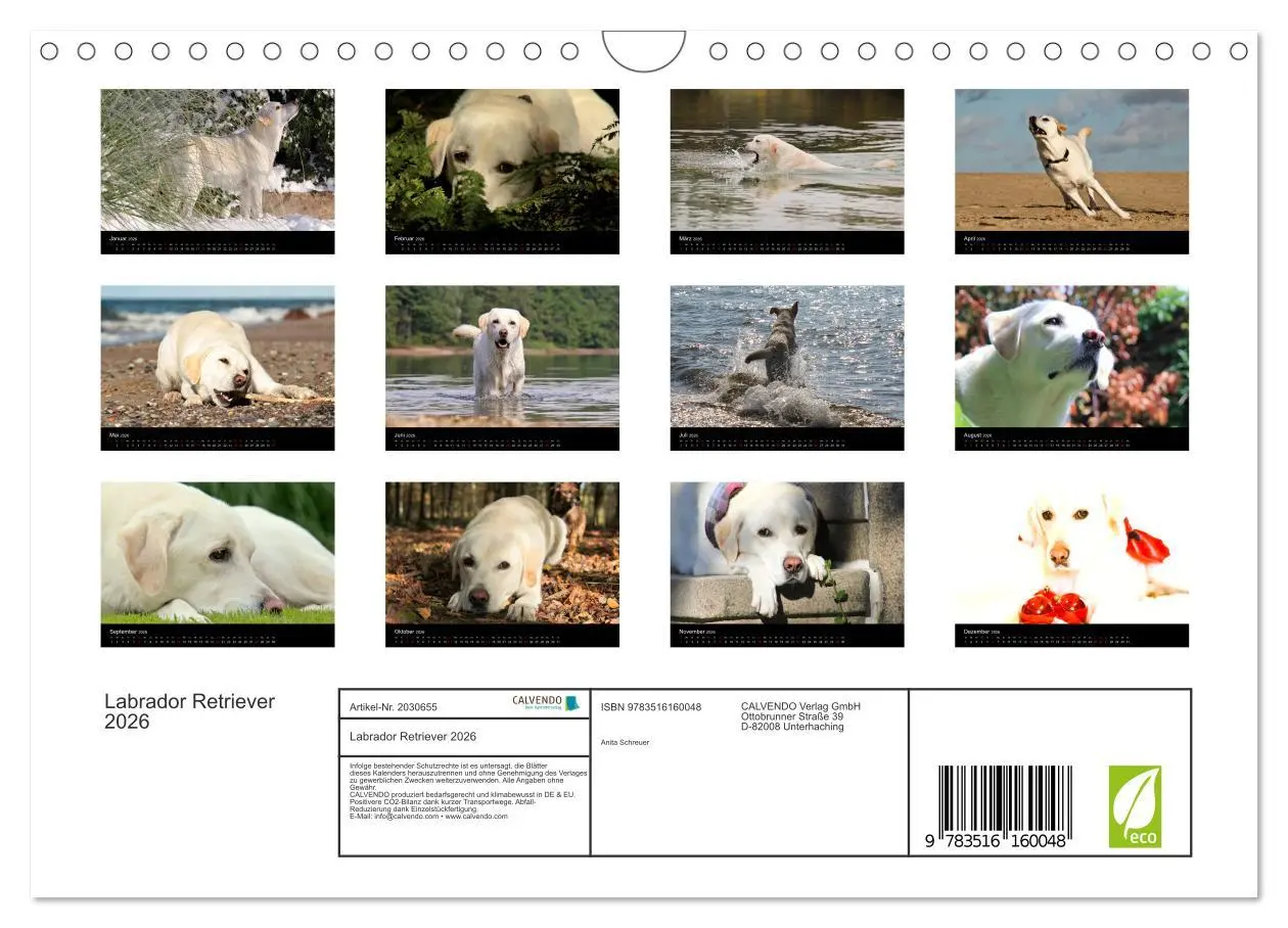 Bild: 9783516160048 | Labrador Retriever 2026 (Wandkalender 2026 DIN A4 quer), CALVENDO...
