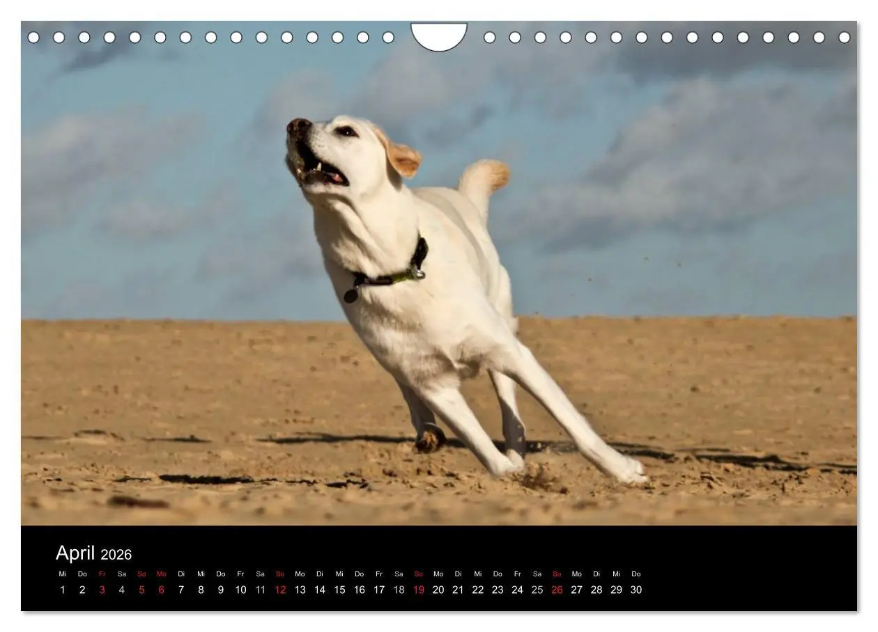 Bild: 9783516160048 | Labrador Retriever 2026 (Wandkalender 2026 DIN A4 quer), CALVENDO...