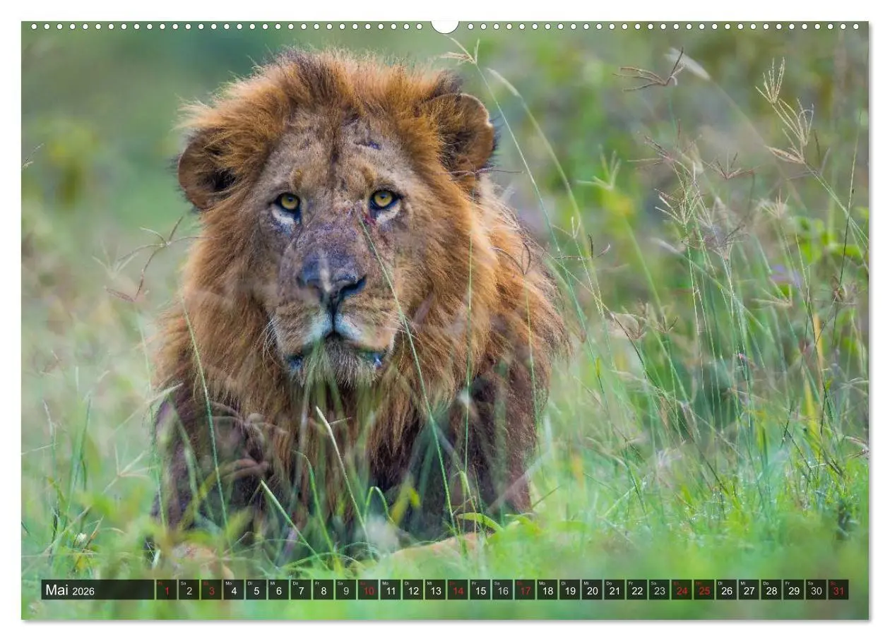 Bild: 9783516150148 | Kenia 2026 (hochwertiger Premium Wandkalender 2026 DIN A2 quer),...