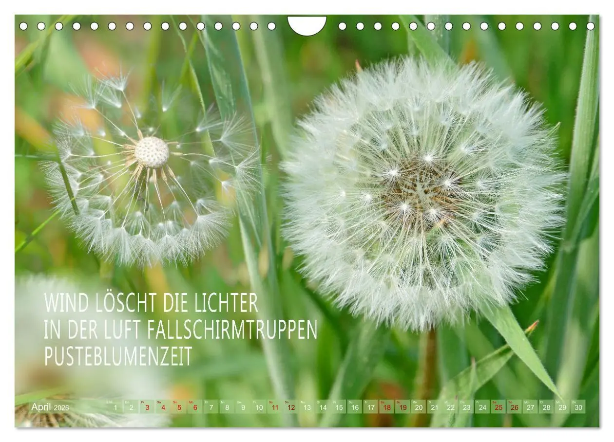 Bild: 9783457330548 | Haiku Poesie in Wort und Bild (Wandkalender 2026 DIN A4 quer),...