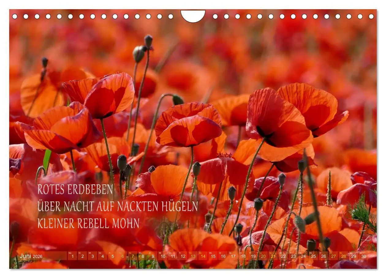 Bild: 9783457330548 | Haiku Poesie in Wort und Bild (Wandkalender 2026 DIN A4 quer),...