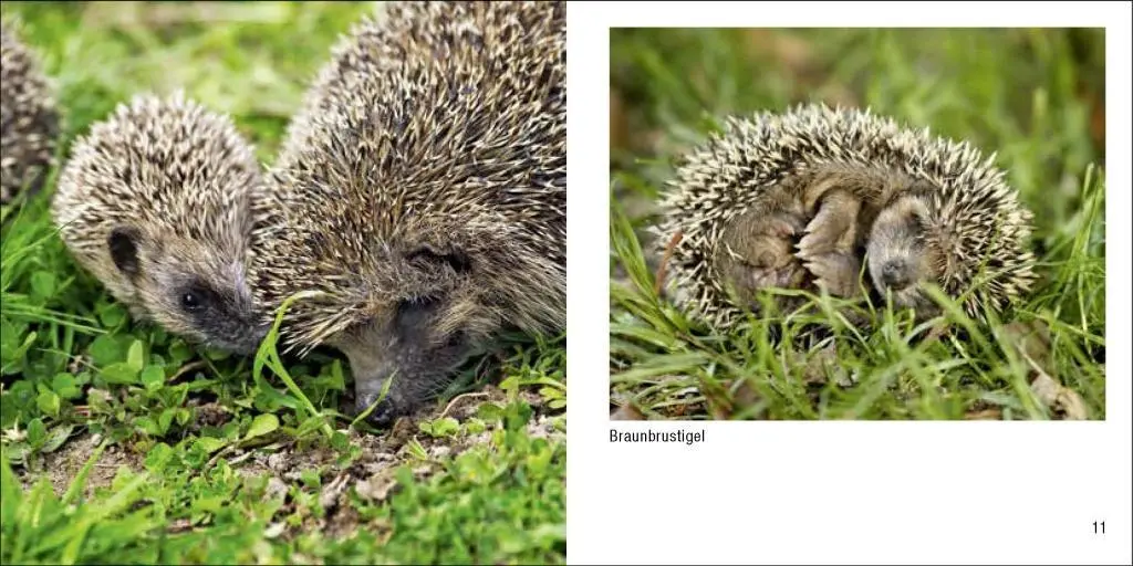 Bild: 9783957990648 | Tierbabys - Book To Go | Der Bildband für die Hosentasche | Buch