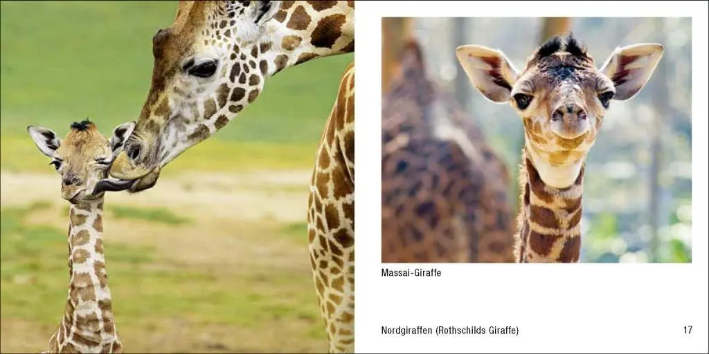 Bild: 9783957990648 | Tierbabys - Book To Go | Der Bildband für die Hosentasche | Buch