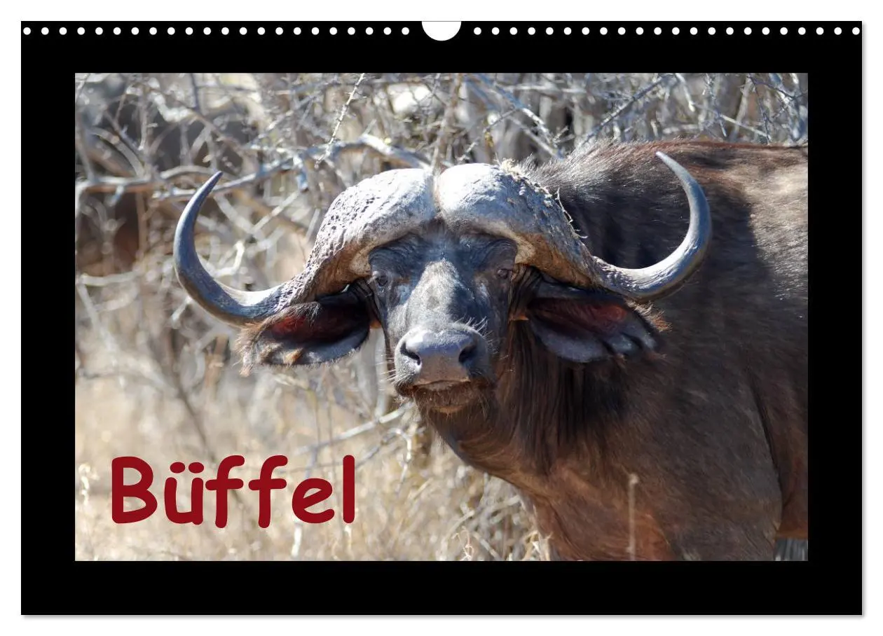 Cover: 9783516020748 | Büffel (Wandkalender 2026 DIN A3 quer), CALVENDO Monatskalender | Ohm
