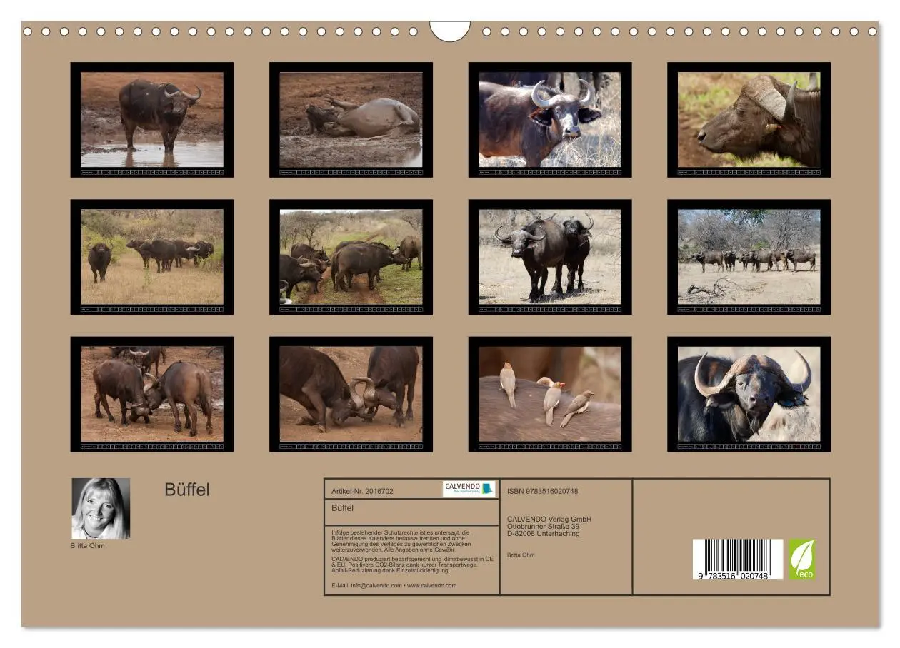 Bild: 9783516020748 | Büffel (Wandkalender 2026 DIN A3 quer), CALVENDO Monatskalender | Ohm