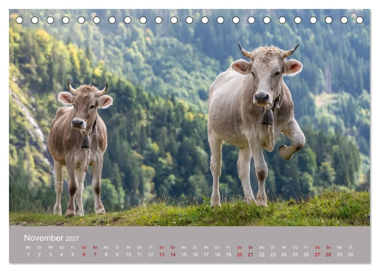 Bild: 9783516790948 | Allgäuer Rindvieh 2027 (Tischkalender 2027 DIN A5 quer), CALVENDO...