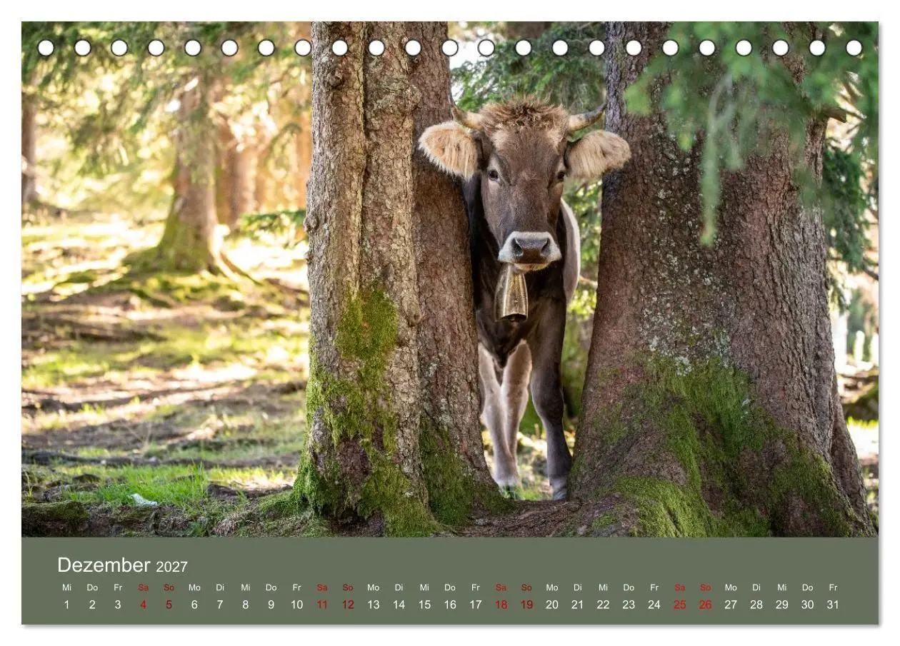 Bild: 9783516790948 | Allgäuer Rindvieh 2027 (Tischkalender 2027 DIN A5 quer), CALVENDO...
