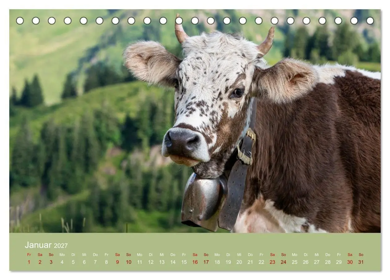 Bild: 9783516790948 | Allgäuer Rindvieh 2027 (Tischkalender 2027 DIN A5 quer), CALVENDO...