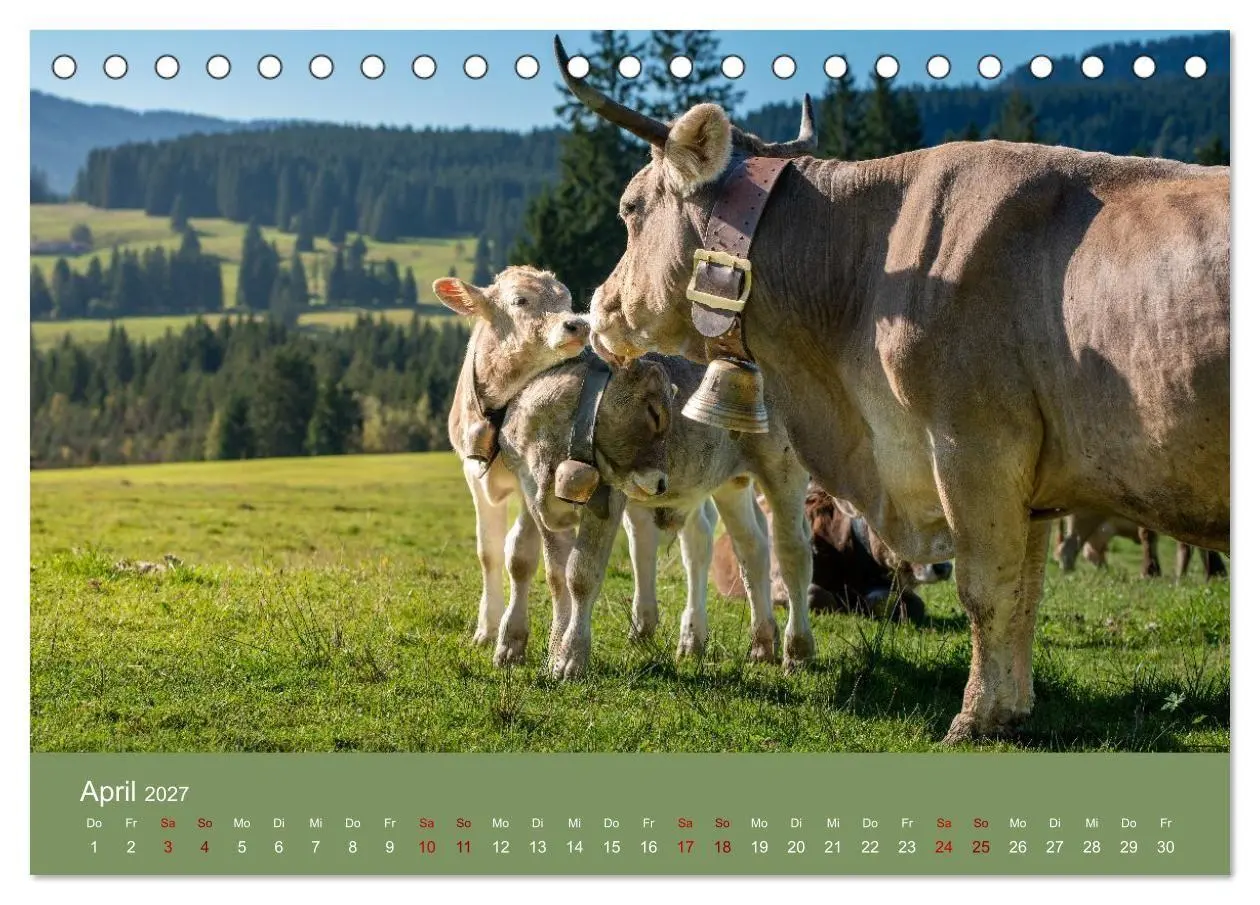 Bild: 9783516790948 | Allgäuer Rindvieh 2027 (Tischkalender 2027 DIN A5 quer), CALVENDO...