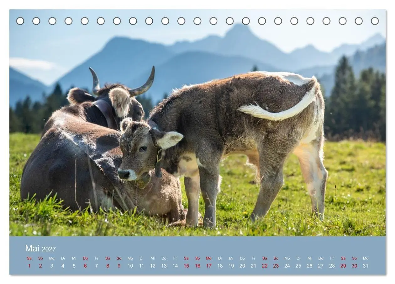 Bild: 9783516790948 | Allgäuer Rindvieh 2027 (Tischkalender 2027 DIN A5 quer), CALVENDO...