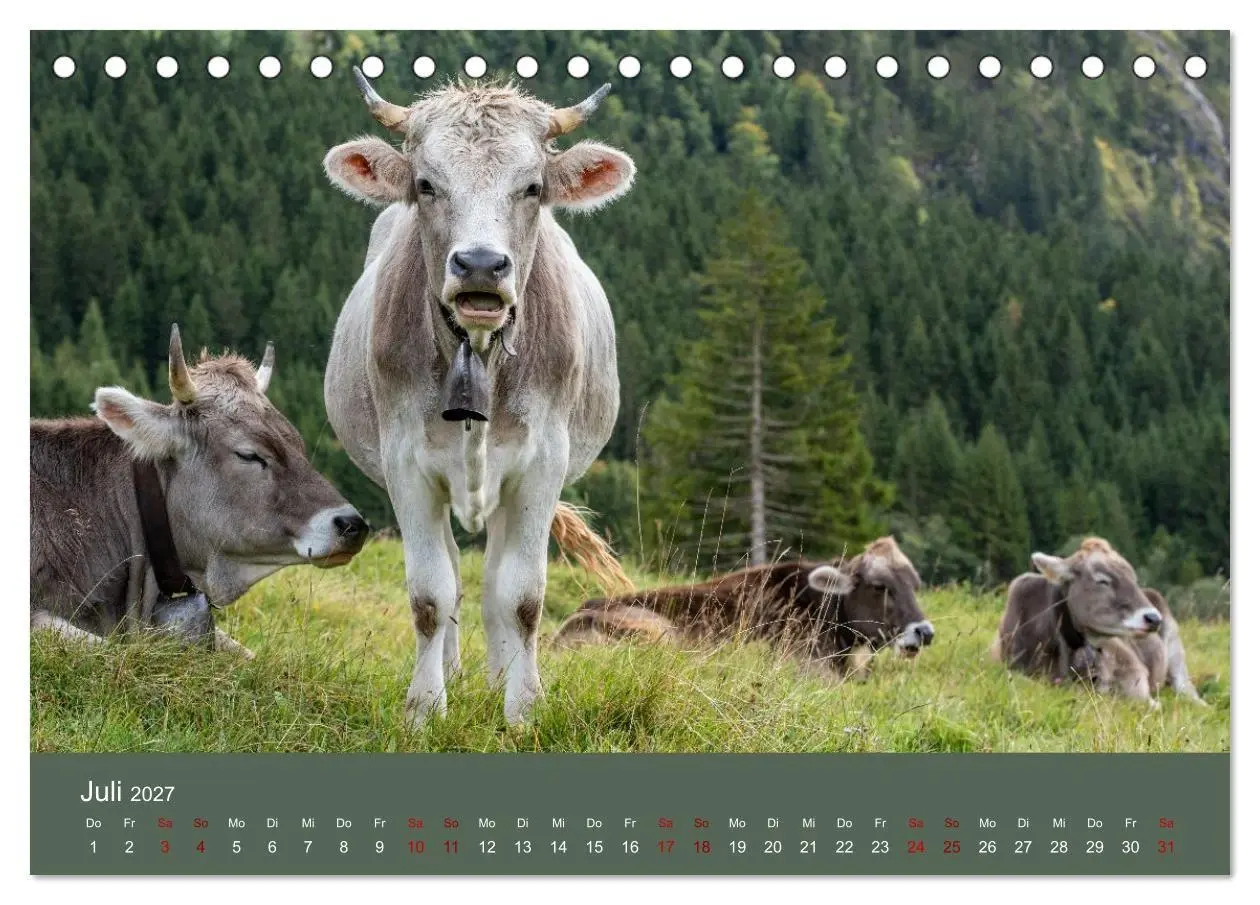 Bild: 9783516790948 | Allgäuer Rindvieh 2027 (Tischkalender 2027 DIN A5 quer), CALVENDO...