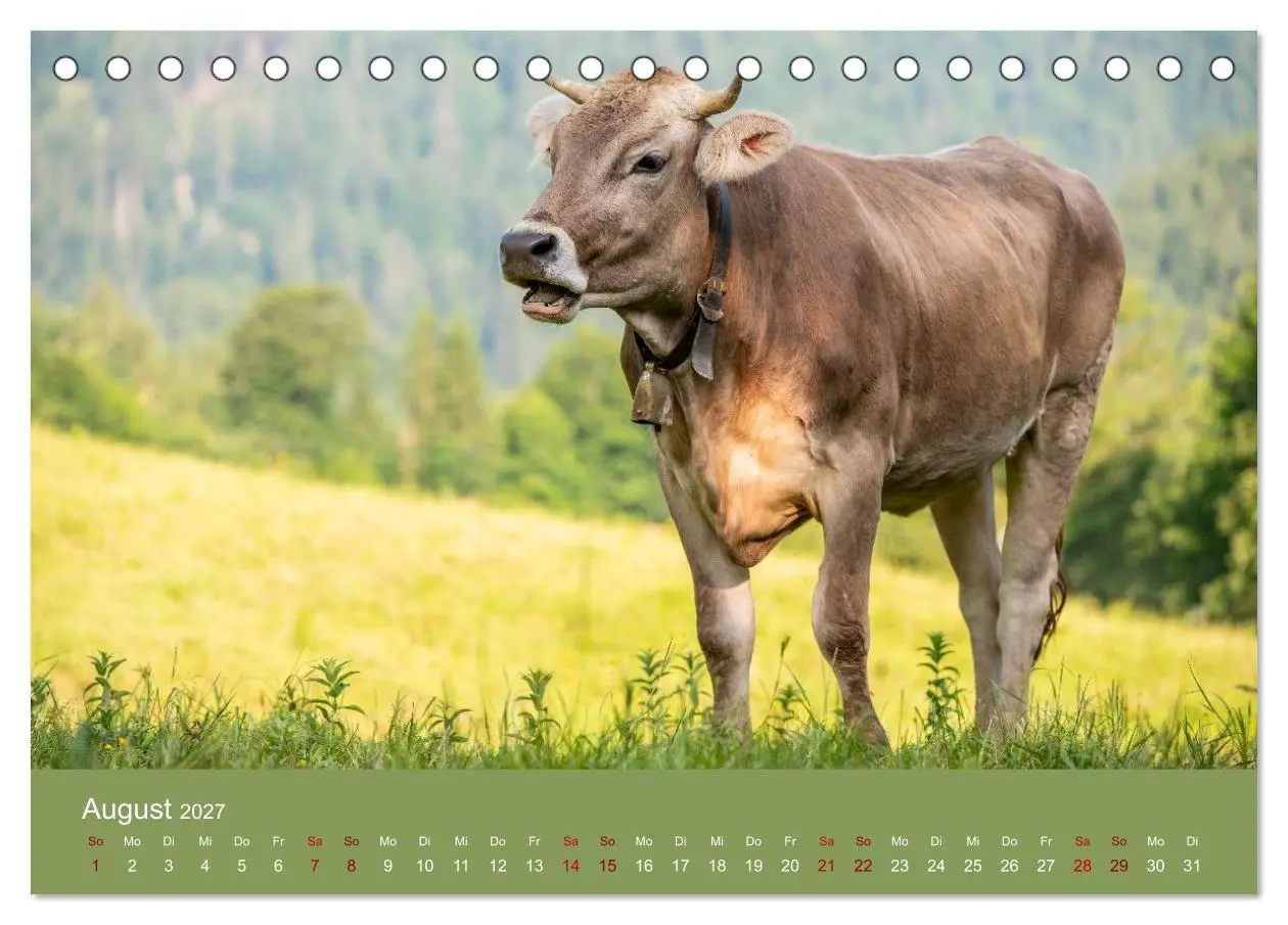 Bild: 9783516790948 | Allgäuer Rindvieh 2027 (Tischkalender 2027 DIN A5 quer), CALVENDO...