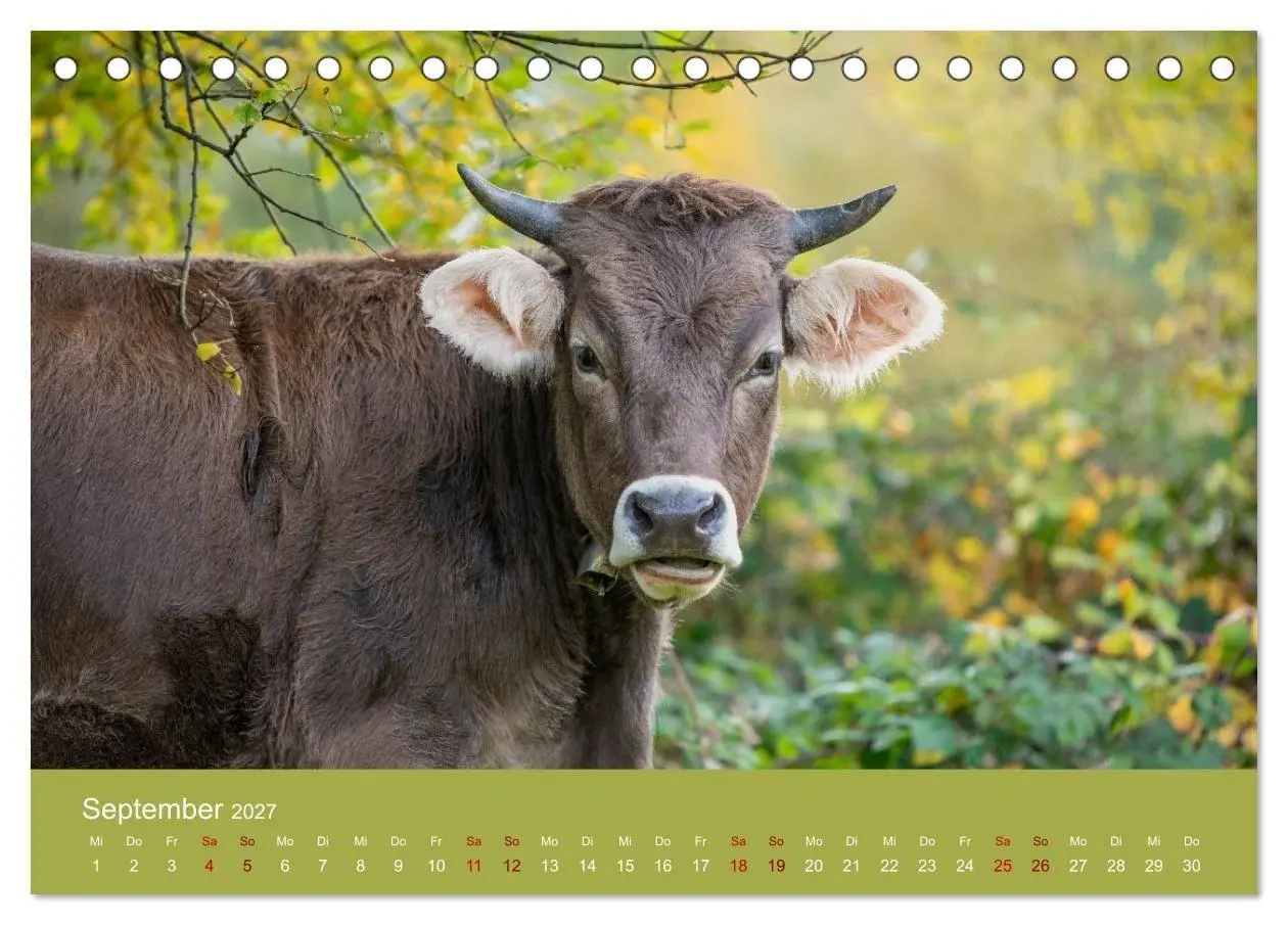 Bild: 9783516790948 | Allgäuer Rindvieh 2027 (Tischkalender 2027 DIN A5 quer), CALVENDO...