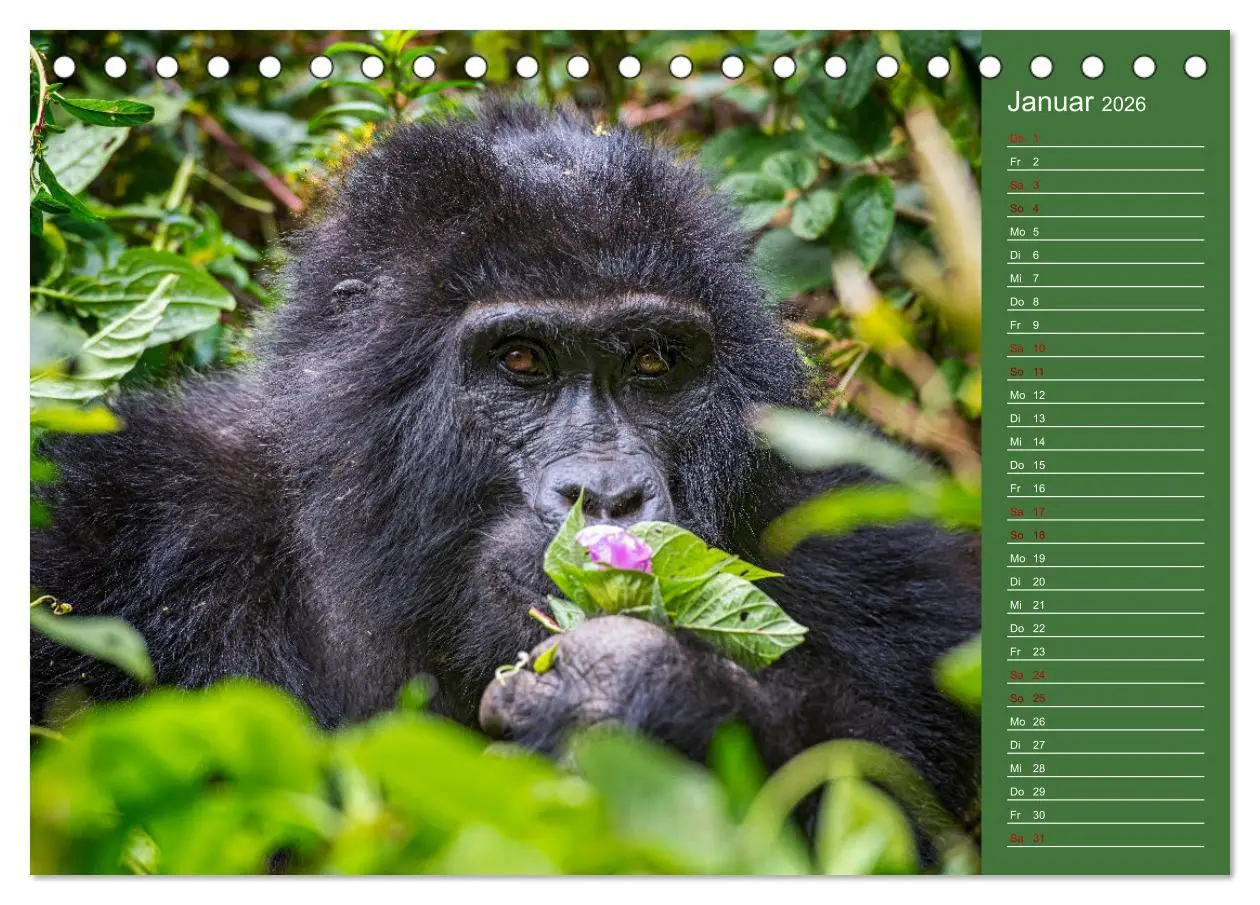 Bild: 9783457591048 | UGANDA - Perle Afrikas (Tischkalender 2026 DIN A5 quer), CALVENDO...