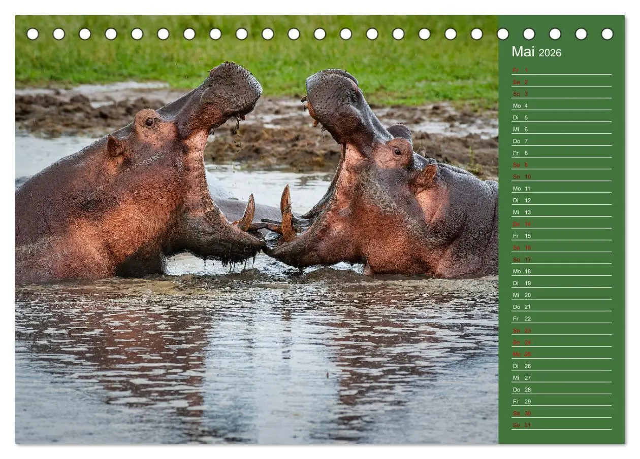 Bild: 9783457591048 | UGANDA - Perle Afrikas (Tischkalender 2026 DIN A5 quer), CALVENDO...