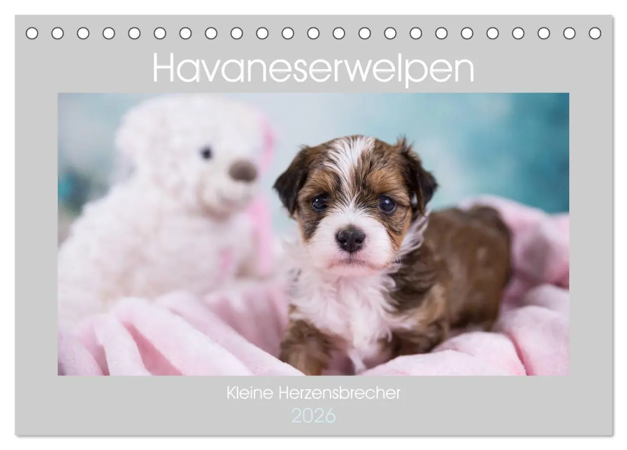 Cover: 9783457731048 | Havaneserwelpen - Kleine Herzensbrecher (Tischkalender 2026 DIN A5...