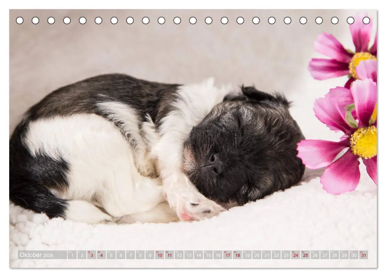 Bild: 9783457731048 | Havaneserwelpen - Kleine Herzensbrecher (Tischkalender 2026 DIN A5...