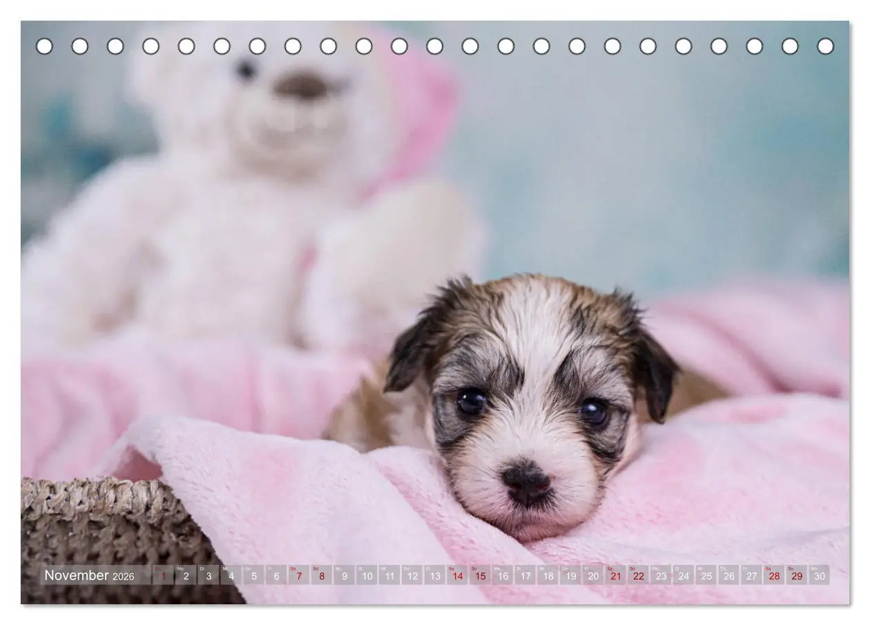 Bild: 9783457731048 | Havaneserwelpen - Kleine Herzensbrecher (Tischkalender 2026 DIN A5...