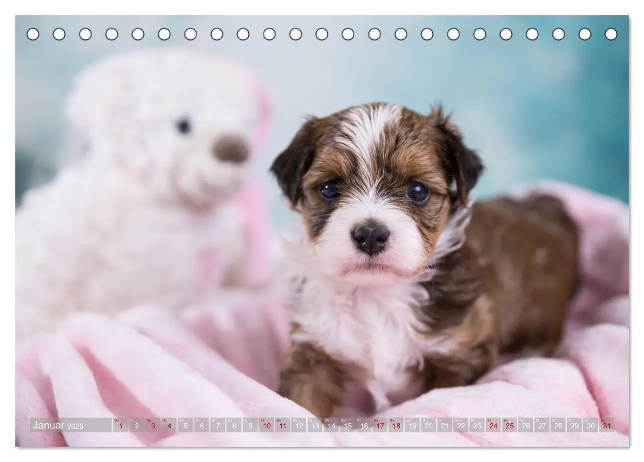Bild: 9783457731048 | Havaneserwelpen - Kleine Herzensbrecher (Tischkalender 2026 DIN A5...