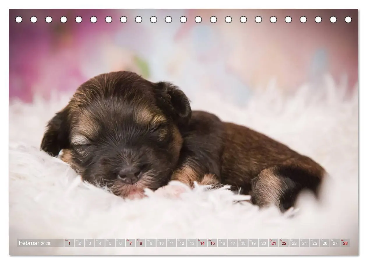Bild: 9783457731048 | Havaneserwelpen - Kleine Herzensbrecher (Tischkalender 2026 DIN A5...