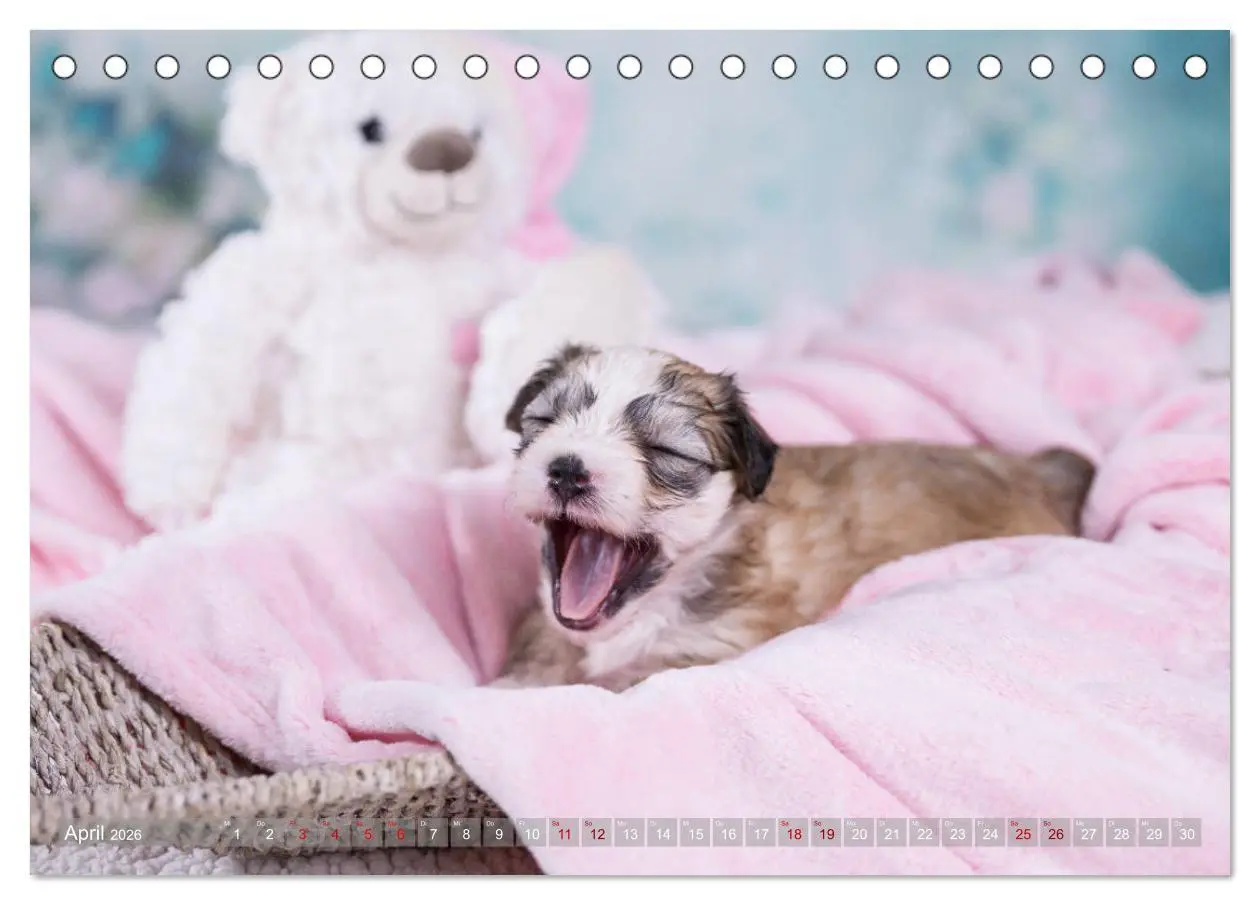 Bild: 9783457731048 | Havaneserwelpen - Kleine Herzensbrecher (Tischkalender 2026 DIN A5...