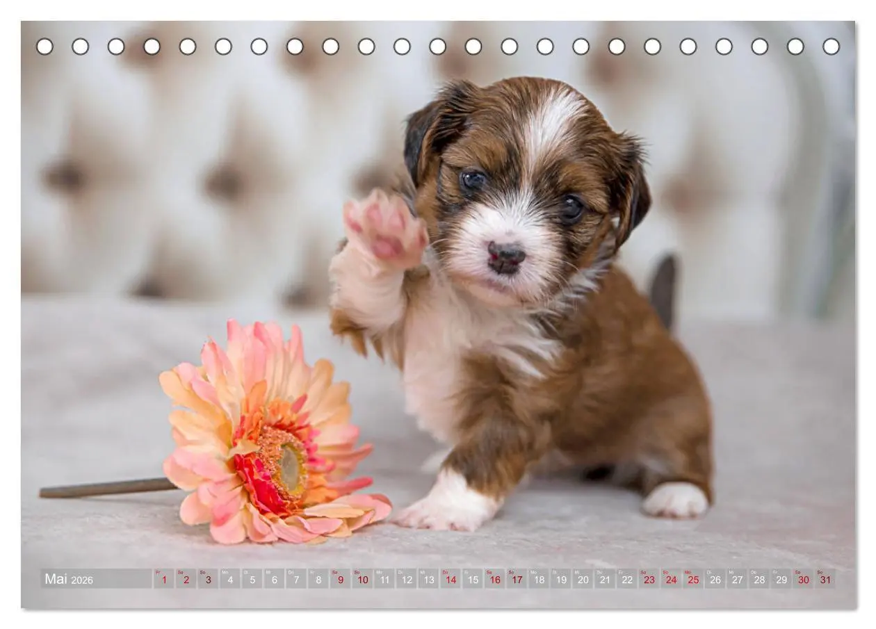 Bild: 9783457731048 | Havaneserwelpen - Kleine Herzensbrecher (Tischkalender 2026 DIN A5...