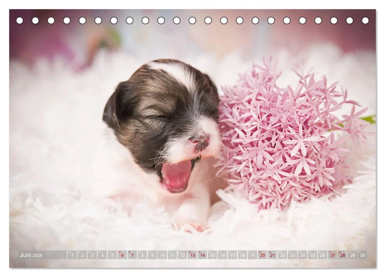 Bild: 9783457731048 | Havaneserwelpen - Kleine Herzensbrecher (Tischkalender 2026 DIN A5...