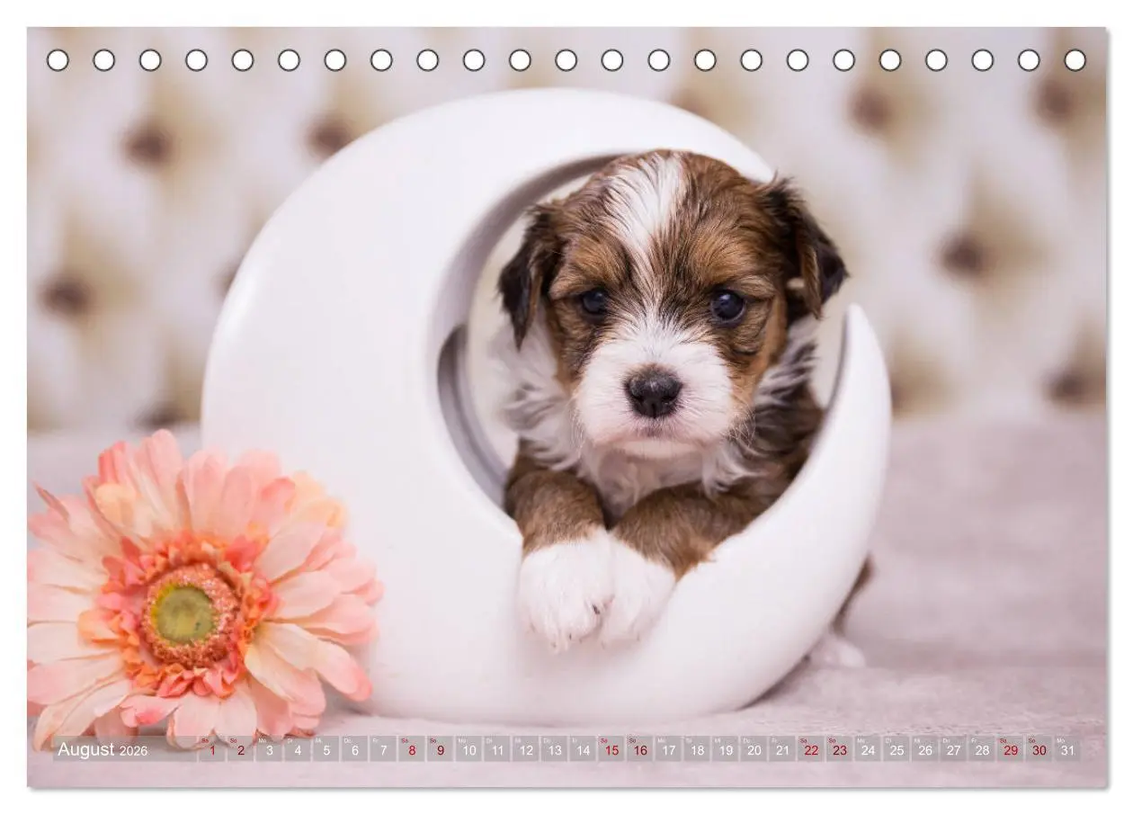 Bild: 9783457731048 | Havaneserwelpen - Kleine Herzensbrecher (Tischkalender 2026 DIN A5...