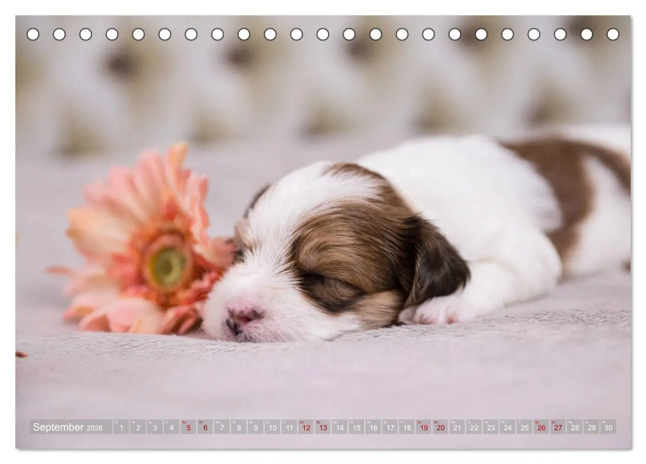 Bild: 9783457731048 | Havaneserwelpen - Kleine Herzensbrecher (Tischkalender 2026 DIN A5...