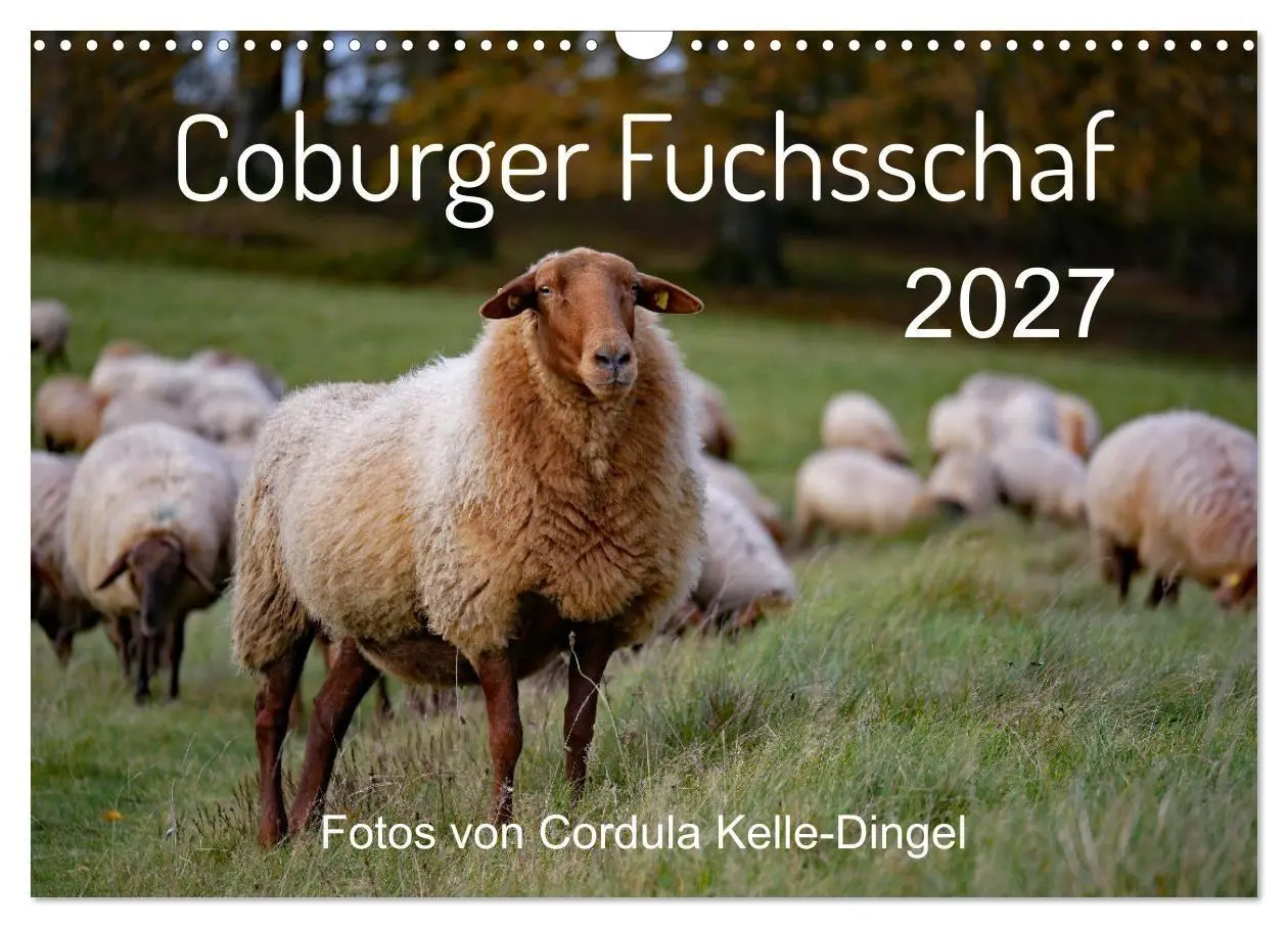 Cover: 9783569601048 | Coburger Fuchsschaf (Wandkalender 2027 DIN A3 quer), CALVENDO...