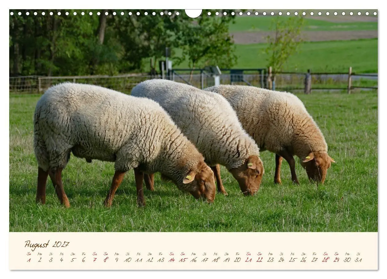 Bild: 9783569601048 | Coburger Fuchsschaf (Wandkalender 2027 DIN A3 quer), CALVENDO...