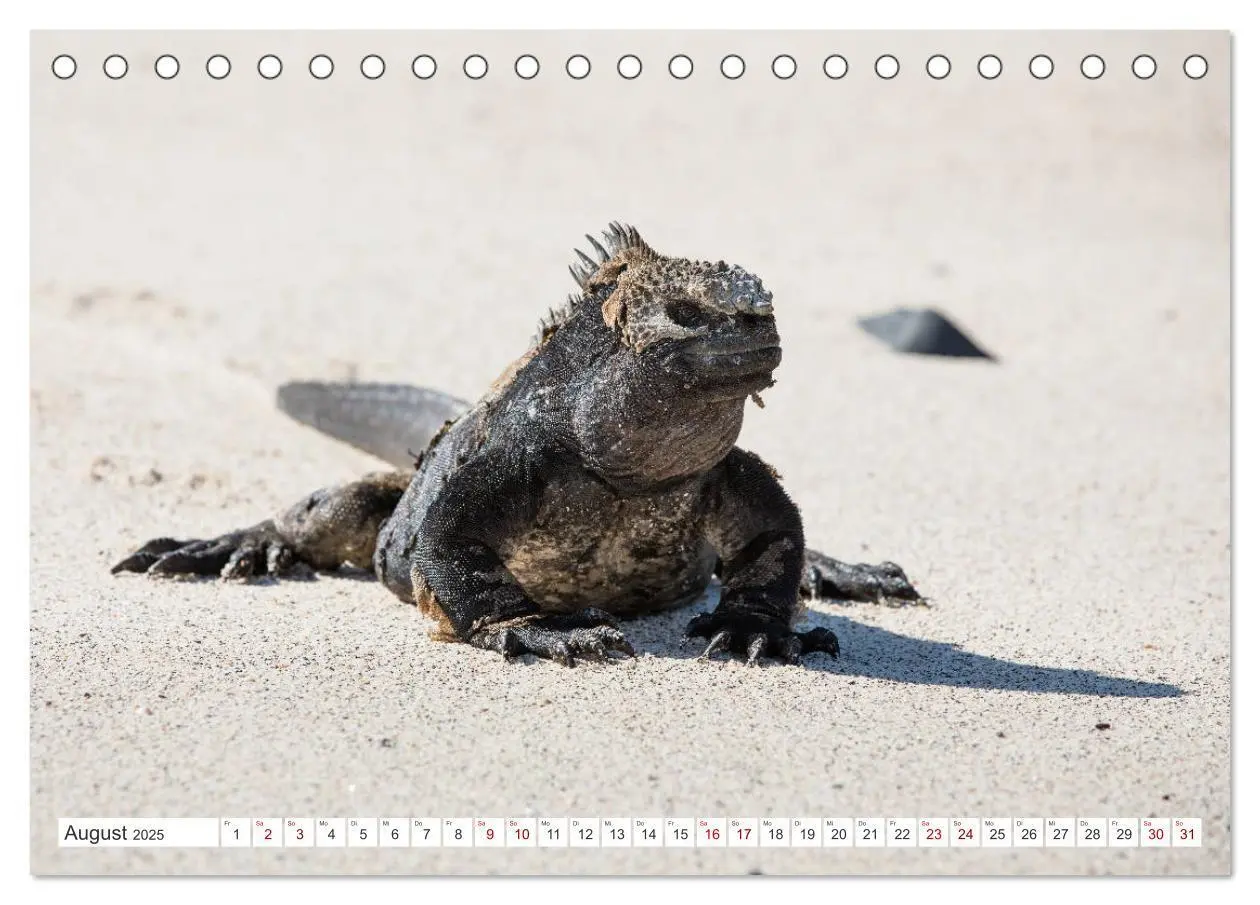 Bild: 9783435321148 | Galapagos-Inseln - Ein Paradies für Tiere (Tischkalender 2025 DIN...
