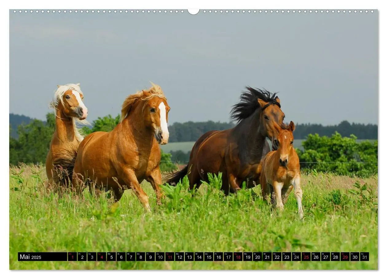 Bild: 9783435701148 | Welt der Pferde (hochwertiger Premium Wandkalender 2025 DIN A2...