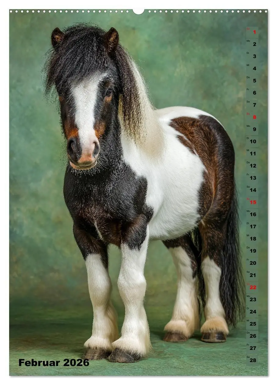 Bild: 9783516671148 | Das Leben ist ein Ponyhof - Zwergponys im Studiolicht (hochwertiger...